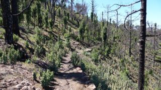 2022-03-GranCan-Mirador_Sargento-Trekking-PM-NN-39.JPG